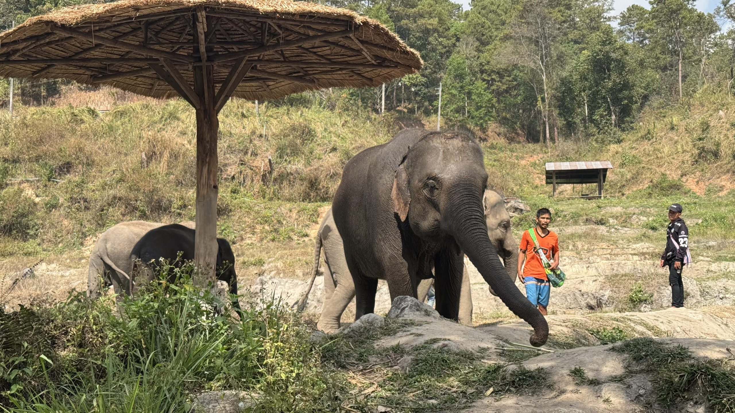 Santuario de elefantes en Chiang Mai, Tailandia Santuario de elefantes en Chiang Mai, Tailandia
