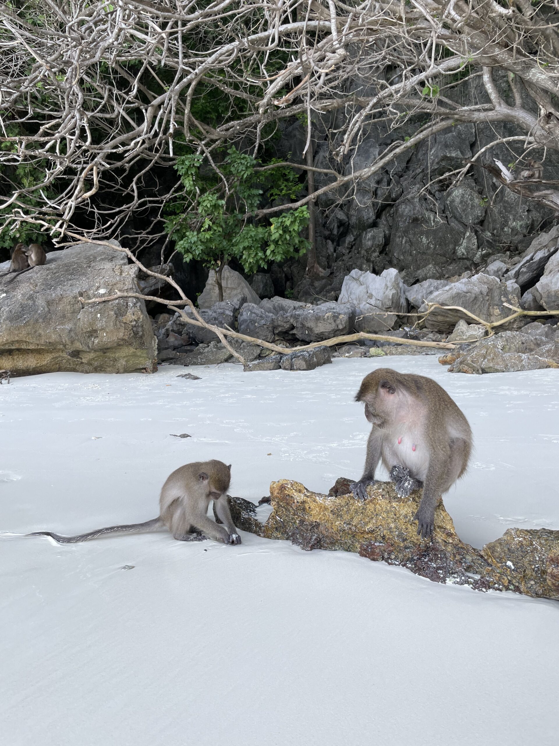 Monkey Beach en las Islas Phi Phi, Tailandia Monkey Beach en las Islas Phi Phi, Tailandia