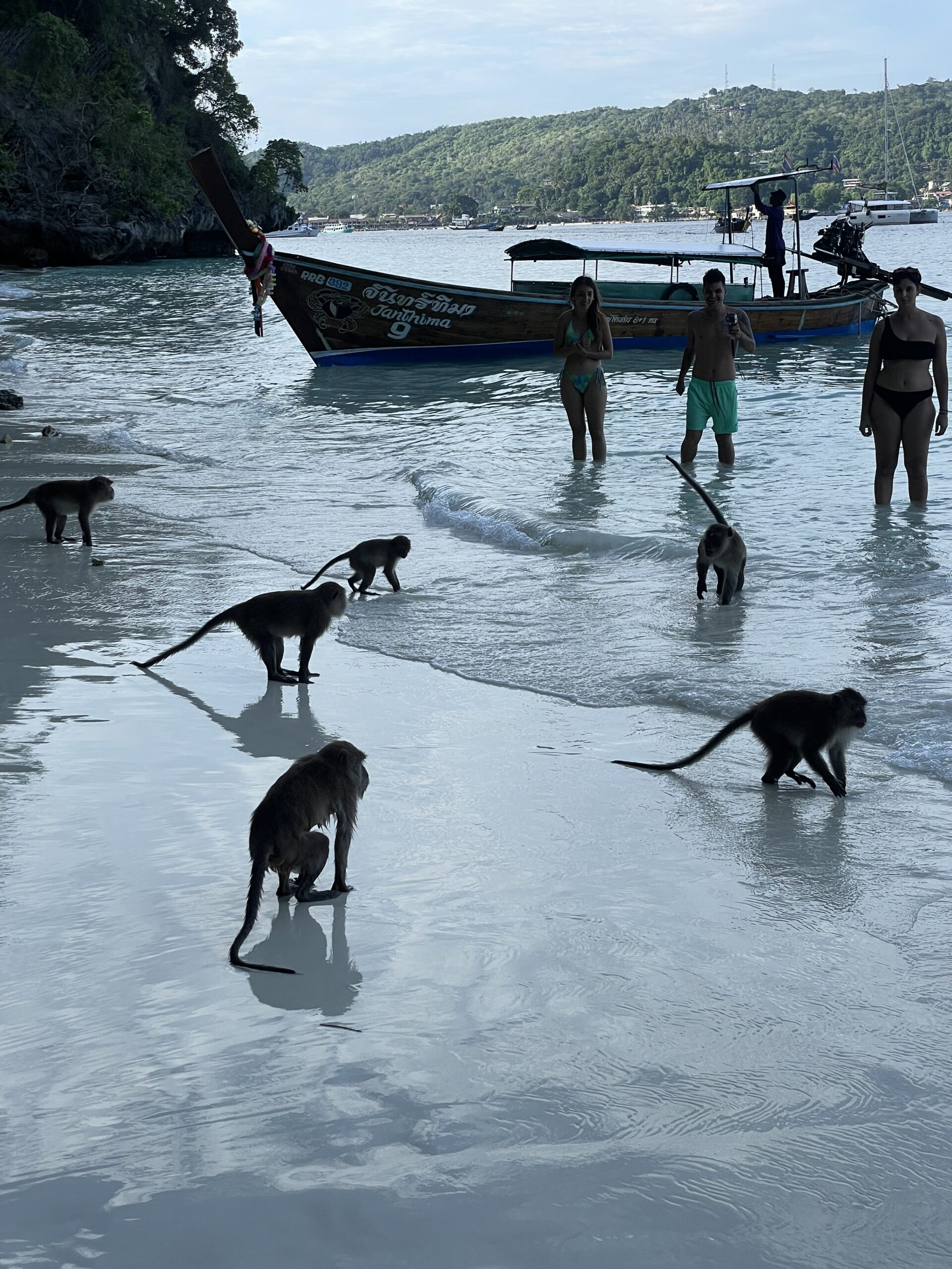 Monos en Monkey Beach, Phi Phi Monos en Monkey Beach, Phi Phi